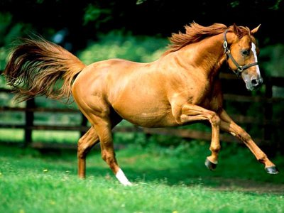 Horse Galloping in a Field.jpg